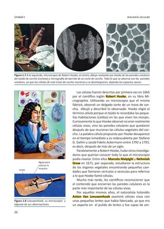 20
Unidad 1 biología celular
Las células fueron descritas por primera vez en 1665
por el científico inglés Robert Hooke, en su libro Mi-
crographia. Utilizando un microscopio que el mismo
fabricó, observó un delgado corte de un trozo de cor-
cho, dibujó y describió lo observado. Hooke eligió el
término célula porque el tejido le recordaba las peque-
ñas habitaciones (celdas) en las que viven los monjes.
Curiosamente lo que Hooke observó no eran realmente
células vivas, sino las paredes celulares que quedaron
después de que murieran las células vegetales del cor-
cho. La palabra célula propuesta por Hooke desaparece
en el tiempo inmediato y es redescubierta por Stefano
G. Gallini y Jacob Fidelis Ackermann entre 1792 y 1793,
es decir, después de más de un siglo.
Paralelamente a Robert Hooke, hubo otros investiga-
dores que querían conocer todo lo que el microscopio
podía revelar. Entre ellos Marcelo Malpighi y Nehmiah
Grew en 1671, por separado, estudiaron la estructura
de los órganos vegetales encontrando pequeñas cavi-
dades que llamaron utrículos o vesículas para referirse
a lo que Hooke llamó células.
Mucho más tarde, los científicos reconocieron que
el contenido que encierran las paredes celulares es la
parte más importante de las células vivas.
Por aquellos mismos años, el naturalista holandés
Anton Van Leeuwenhoek examinó células vivas con
unas pequeñas lentes que había fabricado, ya que era
un experto en el pulido de lentes y fue capaz de am-
Figura 1.7 A la izquierda, microscopio de Robert Hooke; al centro, dibujo realizado por Hooke de las paredes celulares
del tejido de corcho (corteza) y micrografía de barrido de un corte de corcho. Todo lo que se observa son las paredes
celulares, ya que las células de este trozo de corcho murieron y se desintegraron, dejando los espacios vacios.
Figura 1.8 Leeuwenhoek, su microscopio y
algunas de sus observaciones.
Lente
Aguja para
colocar la
muestra
 