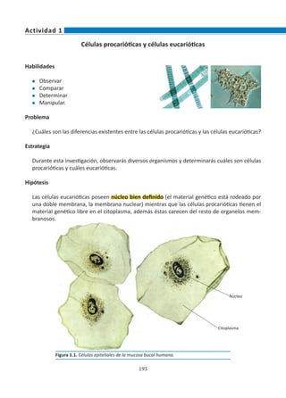 193
Células procarióticas y células eucarióticas
Habilidades
l	 Observar
l	 Comparar
l	 Determinar
l	 Manipular.
Problema
¿Cuáles son las diferencias existentes entre las células procarióticas y las células eucarióticas?
Estrategia
Durante esta investigación, observarás diversos organismos y determinarás cuáles son células
procarióticas y cuáles eucarióticas.
Hipótesis
Las células eucarióticas poseen núcleo bien definido (el material genético está rodeado por
una doble membrana, la membrana nuclear) mientras que las células procarióticas tienen el
material genético libre en el citoplasma, además éstas carecen del resto de organelos mem-
branosos.
Actividad 1
Citoplasma
Núcleo
Figura 1.1. Células epiteliales de la mucosa bucal humana.
 