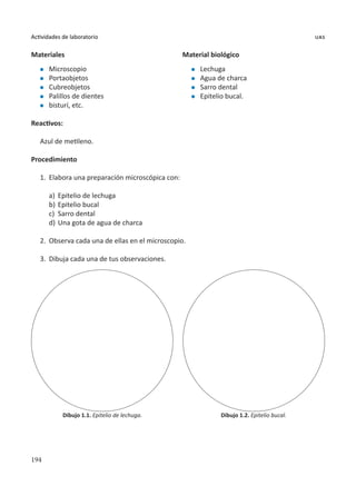 194
Actividades de laboratorio uas
Materiales
l	 Microscopio
l	 Portaobjetos
l	 Cubreobjetos
l	 Palillos de dientes
l	 bisturí, etc.
Reactivos:
Azul de metileno.
Procedimiento
1.	 Elabora una preparación microscópica con:
a)	 Epitelio de lechuga
b)	Epitelio bucal
c)	 Sarro dental
d)	Una gota de agua de charca
2.	 Observa cada una de ellas en el microscopio.
3.	 Dibuja cada una de tus observaciones.
Dibujo 1.1. Epitelio de lechuga. Dibujo 1.2. Epitelio bucal.
Material biológico
l	 Lechuga
l	 Agua de charca
l	 Sarro dental
l	 Epitelio bucal.
 