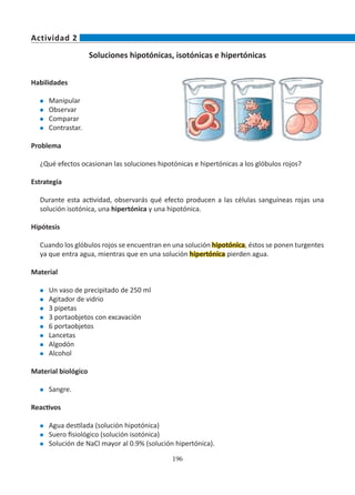 196
Soluciones hipotónicas, isotónicas e hipertónicas
Habilidades
l	 Manipular
l	 Observar
l	 Comparar
l	 Contrastar.
Problema
¿Qué efectos ocasionan las soluciones hipotónicas e hipertónicas a los glóbulos rojos?
Estrategia
Durante esta actividad, observarás qué efecto producen a las células sanguíneas rojas una
solución isotónica, una hipertónica y una hipotónica.
Hipótesis
Cuando los glóbulos rojos se encuentran en una solución hipotónica, éstos se ponen turgentes
ya que entra agua, mientras que en una solución hipertónica pierden agua.
Material
l	 Un vaso de precipitado de 250 ml
l	 Agitador de vidrio
l	 3 pipetas
l	 3 portaobjetos con excavación
l	 6 portaobjetos
l	 Lancetas
l	 Algodón
l	 Alcohol
Material biológico
l	 Sangre.
Reactivos
l	 Agua destilada (solución hipotónica)
l	 Suero fisiológico (solución isotónica)
l	 Solución de NaCl mayor al 0.9% (solución hipertónica).
Actividad 2
 