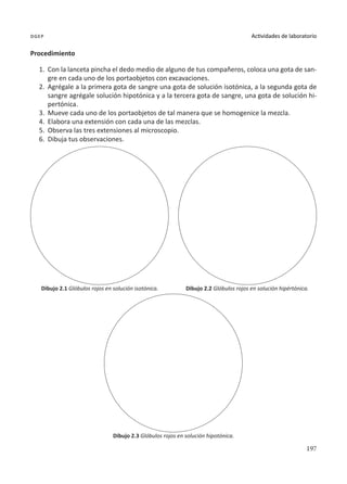 197
Actividades de laboratorio
dgep
Procedimiento
1.	 Con la lanceta pincha el dedo medio de alguno de tus compañeros, coloca una gota de san-
gre en cada uno de los portaobjetos con excavaciones.
2.	 Agrégale a la primera gota de sangre una gota de solución isotónica, a la segunda gota de
sangre agrégale solución hipotónica y a la tercera gota de sangre, una gota de solución hi-
pertónica.
3.	 Mueve cada uno de los portaobjetos de tal manera que se homogenice la mezcla.
4.	 Elabora una extensión con cada una de las mezclas.
5.	 Observa las tres extensiones al microscopio.
6.	 Dibuja tus observaciones.
Dibujo 2.1 Glóbulos rojos en solución isotónica.
Dibujo 2.3 Glóbulos rojos en solución hipotónica.
Dibujo 2.2 Glóbulos rojos en solución hipértónica.
 