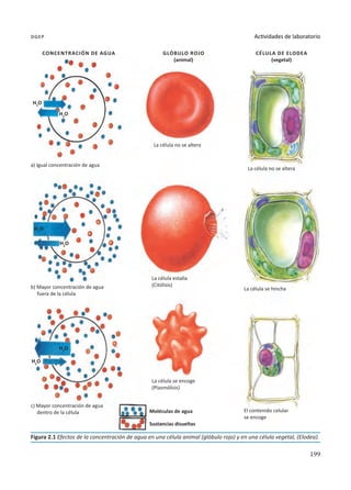 199
Actividades de laboratorio
dgep
Figura 2.1 Efectos de la concentración de agua en una célula animal (glóbulo rojo) y en una célula vegetal, (Elodea).
Concentración de agua
a) Igual concentración de agua
b) Mayor concentración de agua
fuera de la célula
c) Mayor concentración de agua
dentro de la célula
La célula no se altera
La célula estalla
(Citólisis)
La célula se encoge
(Plasmólisis)
Moléculas de agua
H2
O
H2
O
H2
O
H2
O
H2
O
H2
O
Sustancias disueltas
La célula no se altera
La célula se hincha
El contenido celular
se encoge
Glóbulo rojo
(animal)
Célula de elodea
(vegetal)
 