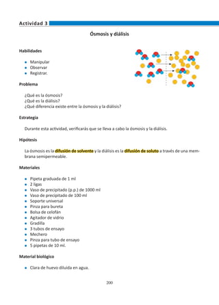200
Ósmosis y diálisis
Habilidades
l	 Manipular
l	 Observar
l	 Registrar.
Problema
¿Qué es la ósmosis?
¿Qué es la diálisis?
¿Qué diferencia existe entre la ósmosis y la diálisis?
Estrategia
Durante esta actividad, verificarás que se lleva a cabo la ósmosis y la diálisis.
Hipótesis
La ósmosis es la difusión de solvente y la diálisis es la difusión de soluto a través de una mem-
brana semipermeable.
Materiales
l	 Pipeta graduada de 1 ml
l	 2 ligas
l	 Vaso de precipitado (p.p.) de 1000 ml
l	 Vaso de precipitado de 100 ml
l	 Soporte universal
l	 Pinza para bureta
l	 Bolsa de celofán
l	 Agitador de vidrio
l	 Gradilla
l	 3 tubos de ensayo
l	 Mechero
l	 Pinza para tubo de ensayo
l	 5 pipetas de 10 ml.
Material biológico
l	 Clara de huevo diluida en agua.
Actividad 3
 