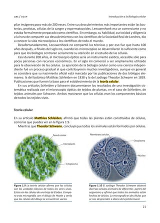 21
Introducción a la Biología celular
uas / dgep
pliar imágenes poco más de 200 veces. Entre sus descubrimientos más importantes están las bac-
terias, protistas, células de la sangre y espermatozoides. Leeuwenhoek era un comerciante y no
estaba formalmente preparado como científico. Sin embargo, su habilidad, curiosidad y diligencia
a la hora de compartir sus descubrimientos con los científicos de la Sociedad Real de Londres, dio
a conocer la vida microscópica a los científicos de todo el mundo.
Desafortunadamente, Leeuwenhoek no compartió las técnicas y por eso fue que hasta 100
años después, a finales del siglo XIX, cuando los microscopios se desarrollaron lo suficiente como
para que los biólogos centraran seriamente su atención en el estudio de las células.
Casi durante 200 años, el microscopio óptico sería un instrumento exótico, accesible sólo para
pocas personas con recursos económicos. En el siglo XIX comenzó a ser ampliamente utilizado
para la observación de las células. La aparición de la biología celular como una ciencia indepen-
diente fué un proceso gradual al que contribuyeron muchos investigadores, aunque en general
se considera que su nacimiento oficial está marcado por las publicaciones de dos biólogos ale-
manes: la del botánico Matthias Schleiden en 1838 y la del zoólogo Theodor Schwann en 1839.
Publicaciones que fueron la base para el establecimiento de la teoría celular.
En sus artículos Schleiden y Schwann documentaron los resultados de una investigación sis-
temática realizada con el microscopio óptico; de tejidos de plantas, en el caso de Schleiden, de
tejidos animales por Schwann. Ambos mostraron que las células eran los componentes básicos
de todos los tejidos vivos.
Teoría celular
En su artículo Matthias Schleiden, afirmó que todas las plantas están constituidas de células,
como las que puedes ver en la figura 1.9.
Mientras que Theodor Schwann, concluyó que todos los animales están formados por células.
Figura 1.9 La teoría celular afirma que las células
son las unidades básicas de todos los seres vivos.
Estas son las células de una hoja de Elodea. Compa-
ra esta micrografía con el dibujo de Hooke y verás
que las células del dibujo se encuentran vacías.
Figura 1.10 El zoólogo Theodor Schwann observó
diversas células animales de diferentes partes del
organismo y afirmó que todos los animales están
hechos de células. La micrografía es de células que
se nos desprenden a diario del epitelio bucal.
Pared celular Membrana celular
Citoplasma
Núcleo
Cloroplasto
Citoplasma
 