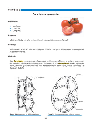 206
Cloroplastos y cromoplastos
Habilidades
l	 Manipular
l	 Observar
l	 Comparar.
Problema
¿Qué similitud y qué diferencia existe entre cloroplastos y cromoplastos?
Estrategia
Durante esta actividad, elaborarás preparaciones microscópicas para observar los cloroplastos
y los cromoplastos.
Hipótesis
Los cloroplastos son organelos celulares que contienen clorofila, por lo tanto se encuentran
en las partes verdes de las plantas (hojas y tallos tiernos). Los cromoplastos poseen pigmentos
rojos, amarillos y anaranjados y de ellos depende el color de las flores, frutas, verduras y las
hojas en el otoño.
Actividad 5
Figura 5.2 Cromoplastos es una célula de tomate.
Figura 5.1 Cloroplastos en células de Elodea.
Cloroplastos
Cromoplastos
Vacuola
Núcleo
 