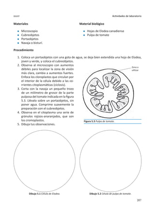 207
Actividades de laboratorio
dgep
Materiales
l	 Microscopio
l	 Cubreobjetos
l	 Portaobjetos
l	 Navaja o bisturí.
Procedimiento
1.	 Coloca un portaobjetos con una gota de agua, se deja bien extendida una hoja de Elodea,
joven y verde, y coloca el cubreobjetos.
2.	 Observa al microscopio con aumentos
débiles para localizar la zona de visión
más clara, cambia a aumentos fuertes.
Enfoca los cloroplastos que circulan por
el interior de la célula debido a las co-
rrientes citoplasmáticas (ciclosis).
3.	 Corta con la navaja un pequeño trozo
de un milímetro de grosor de la parte
pulposa del tomate indicada en la figura
5.3. Llévalo sobre un portaobjetos, sin
poner agua. Comprime suavemente la
preparación con el cubreobjetos.
4.	 Observa en el citoplasma una serie de
gránulos rojizos-anaranjados, que son
los cromoplastos.
5.	 Dibuja tus observaciones.
Dibujo 5.1 Célula de Elodea. Dibujo 5.2 Célula de pulpa de tomate.
Material biológico
l	 Hojas de Elodea canadiense
l	 Pulpa de tomate
Figura 5.3 Pulpa de tomate.
Zona a
utilizar
 