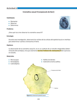 209
Cromatina sexual X (corpúsculo de Barr)
Habilidades
l	 Manipular
l	 Observar
l	 Determinar.
Problema
¿Para qué nos sirve observar la cromatina sexual X?
Estrategia
Durante esta investigación, observarás los núcleos de las células del epitelio bucal en interfase
para determinar cuántos cromosomas X tiene.
Hipótesis
La observación de la cromatina sexual X, no es un sustituto de un estudio citogenético (deter-
minación del cariotipo), sino que solamente nos da el número de cromosomas X de la persona
en estudio.
Materiales
l	 Microscopio
l	 Portaobjetos
l	 Cubreobjetos
Actividad 6
l	 Palillos de dientes
l	 Colorante orceína acética.
Figura 6.1 Célula del epitelio bucal.
Corpúsculo de Barr
Núcleo
 