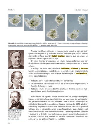 22
Unidad 1 biología celular
Ambos científicos utilizaron el razonamiento inductivo para concluir
que todas las plantas y animales estaban formadas por células. Poste-
riormente, el físico alemán Rudolf Virchow, observó que las células se
dividían y daban lugar a células hijas.
En 1855, Virchow propuso que las células nuevas se forman sólo por
la división de células previamente existentes, completando así la teoría
celular.
El trabajo de estos tres científicos: Schleiden, Schwann y Virchow
fueron confirmados por otros biólogos y contribuyeron en gran medida
al desarrollo del concepto fundamental de la biología, la teoría celular,
cuyos postulados son:
l	 Todos los seres vivos están constituidos por células.
l	 Las células son las unidades básicas de la estructura (organización) y
función de los seres vivos.
l	 Todas las células proceden de otras células, es decir, se producen nue-
vas células a partir de células existentes.
Hacia finales del siglo XIX fueron identificados los principales organe-
los que se conocen ahora. La mitocondria fue observada por varios auto-
res, y fue nombrada así por Carl Benda en 1898, el mismo año en que Ca-
millo Golgi descubrió el aparato que lleva su nombre. En 1879, Walther
Flemming, empleando el colorante de hematoxilina, descubrió que solo
teñía de azul el núcleo; tiñó unos pequeños gránulos que estaban en el
interior del núcleo y los llamó cromatinas. Flemming también observó
y descubrió la división cromosómica que ocurre durante el proceso de
la mitosis, y acuñó este término. La palabra cromosoma fue usada por
primera vez por Wilhelm Waldeyer en 1888.
Figura 1.11 Rudolf Virchow propone que todas las células se derivan de células existentes. Por ejemplo, para dividirse
una ameba, aumenta su contenido celular y en seguida se parte en dos.
Figura 1.12 Theodor
Schwann, Matthias
Schleiden y Rudolf
Virchow (de arri-
ba hacia abajo).
 