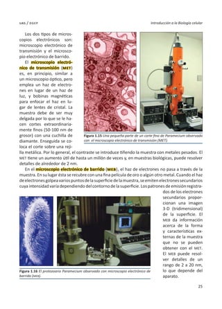 25
Introducción a la Biología celular
uas / dgep
Los dos tipos de micros-
copios electrónicos son:
microscopio electrónico de
transmisión y el microsco-
pio electrónico de barrido.
El microscopio electró-
nico de transmisión (met)
es, en principio, similar a
un microscopio óptico, pero
emplea un haz de electro-
nes en lugar de un haz de
luz, y bobinas magnéticas
para enfocar el haz en lu-
gar de lentes de cristal. La
muestra debe de ser muy
delgada por lo que se le ha-
cen cortes extraordinaria-
mente finos (50-100 nm de
grosor) con una cuchilla de
diamante. Enseguida se co-
loca el corte sobre una reji-
lla metálica. Por lo general, el contraste se introduce tiñendo la muestra con metales pesados. El
MET tiene un aumento útil de hasta un millón de veces y, en muestras biológicas, puede resolver
detalles de alrededor de 2 nm.
En el microscopio electrónico de barrido (meb), el haz de electrones no pasa a través de la
muestra. En su lugar ésta se recubre con una fina película de oro o algún otro metal. Cuando el haz
deelectronesgolpeavariospuntosdelasuperficiedelamuestra,seemitenelectronessecundarios
cuya intensidad varía dependiendo del contorno de la superficie. Los patrones de emisión registra-
dos de los electrones
secundarios propor-
cionan una imagen
3-D (tridimensional)
de la superficie. El
MEB da información
acerca de la forma
y características ex-
ternas de la muestra
que no se pueden
obtener con el MET.
El MEB puede resol-
ver detalles de un
rango de 2 a 20 nm,
lo que depende del
aparato.
Figura 1.15 Una pequeña parte de un corte fino de Paramecium observado
con el microscopio electrónico de transmisión (MET).
Figura 1.16 El protozoario Paramecium observado con microscopio electrónico de
barrido (MEB).
 