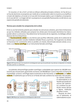 26
Unidad 1 biología celular
En resumen, el MO, el MET y el MEB se enfocan utilizando principios similares. Un haz de luz o
un haz de electrones se proyectan por medio de un condensador sobre la muestra y se amplifican
a través del objetivo y el ocular en el caso del microscopio óptico y por el objetivo y el proyector
en el caso del MET. La imagen del MET se proyecta en una pantalla fluorescente y la del MEB en una
especie de pantalla de televisión.
Técnicas para estudiar los componentes de la célula
El ME es una herramienta potente para estudiar las estructuras celulares, pero tiene limitaciones
ya que los métodos utilizados para preparar las células para microscopía electrónica las mata y
pueden alterar su estructura. Para determinar las funciones de los organelos, los biólogos utilizan
diversas técnicas bioquímicas.
El fraccionamiento celular es una técnica para purificar diferentes partes de la célula de tal
manera que se puedan estudiar mediante métodos físicos y químicos. Por lo general, las células
se fraccionan tan suavemente cómo es posible y la mezcla, denominada extracto celular, se so-
mete a una fuerza centrífuga en un instrumento llamado centrífuga.
Las potentes ultracentrífugas pueden centrifugar a velocidades que superan las 100,000 revo-
luciones por minuto (rpm), generando una fuerza de 500,000 por G (una G equivale a la fuerza de
la gravedad). La fuerza centrífuga separa el extracto en dos fracciones: un sedimento y un sobre-
nadante. El sedimento que se forma en el fondo del tubo contiene los materiales más pesados,
los núcleos celulares.
El sobrenadante es el
líquido que queda por
encima del sedimen-
to y contiene las par-
tículas menos densas
o ligeras, moléculas
disueltas e iones.
Después de elimi-
nar el sedimento, el
sobrenadante se pue-
Figura 1.17 Esquema que nos muestra la centrifugación para que las partículas muy densas se depositen en el fondo
del tubo y formen un sedimento.
Figura 1.18 Dibujo que muestra la centrifugación diferencial.
Rotor de la centrífuga
Soporte
con bisagra que
contiene los tubos
Lisis de
las células
en solución
amortiguada
Núcleos en
el sedimento
Centrifugación
a 600 x G
Centrifugación
del sobrenadante
a 20 000 x G
Centrifugación
del sobrenadante
a 100 000 x G
10 minutos 30 minutos 90 minutos
Mitocondrias y
cloroplastos en
el precipitado
Sedimento microsomal
(contiene re, Golgi y
membranas plasmáticas)
Fuerza centrífuga
Fuerza centrífuga
 