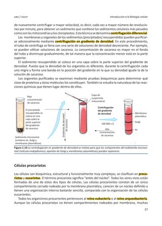 27
Introducción a la Biología celular
uas / dgep
de nuevamente centrifugar a mayor velocidad, es decir, cada vez a mayor número de revolucio-
nes por minuto, para obtener un sedimento que contiene los sedimentos celulares más pesados
comosonlasmitocondriasyloscloroplastos.Estatécnicasedenominacentrifugacióndiferencial.
Las membranas y organelos de los sedimentos (precipitados) resuspendidos pueden purificar-
se adicionalmente mediante centrifugación en gradiente de densidad. En este procedimiento,
el tubo de centrífuga se llena con una serie de soluciones de densidad decreciente. Por ejemplo,
se pueden utilizar soluciones de sacarosa. La concentración de sacarosa es mayor en el fondo
del tubo y disminuye gradualmente, de tal manera que la concentración menor está en la parte
superior.
El sedimento resuspendido se coloca en una capa sobre la parte superior del gradiente de
densidad. Puesto que la densidad de los organelos es diferente, durante la centrifugación cada
uno migra y forma una banda en la posición del gradiente en la que su densidad iguale la de la
solución de sacarosa.
Los organelos purificados se examinan mediante pruebas bioquímicas para determinar qué
clase de proteínas y otras moléculas los constituyen. También se estudia la naturaleza de las reac-
ciones químicas que tienen lugar dentro de ellos.
Células procariotas
Las células son bioquímica, estructural y funcionalmente muy complejas; se clasifican en proca-
riotas y eucariotas. El término procariota significa “antes del núcleo”. Todas los seres vivos están
formadas de uno de estos dos tipos de células. Las células procariontes constan de un único
compartimiento cerrado rodeado por la membrana plasmática, carecen de un núcleo definido y
tienen una organización interna bastante sencilla, comparada con la organización de las células
eucariontes.
Todos los organismos procariontes pertenecen al reino eubacteria o al reino arqueobacteria.
Aunque las células procariotas no tienen compartimientos rodeados por membrana, muchas
Figura 1.19 La centrifugación en gradiente de densidad se realiza para que los componentes del sedimento microso-
mal (retículo endoplásmico, aparato de Golgi y membranas plasmáticas) puedan separarse.
Baja
concentración
de sacarosa
Capa de
suspensión
mitocondrial
Membrana
plasmática
Golgi
re
Centrifugación
del gradiente
de densidad
100 000 x G
Alta
Concentración
de sacarosa
El precipitado
resuspendido se
coloca en una
capa sobre la
parte superior
del gradiente
de sacarosa
Sedimento microsomal
(contiene re, Golgi y
membranas plasmáticas)
Gradiente
de
densidad
de
sacarosa
 