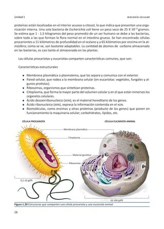 28
Unidad 1 biología celular
proteínas están localizadas en el interior acuoso o citosol, lo que indica que presentan una orga-
nización interna. Una sola bacteria de Escherichia coli tiene un peso seco de 25 X 10-14
gramos.
Se estima que 1 - 1,5 kilogramos del peso promedio de un ser humano se debe a las bacterias,
sobre todo a las que forman la flora normal en el intestino grueso. Se han encontrado células
procariontes a 11 kilómetros de profundidad en el océano y a 65 kilómetros por encima en la at-
mósfera; como se ve, son bastante adaptables. La cantidad de átomos de carbono almacenado
en las bacterias, es casi tanto el almacenado en las plantas.
Las células procariotas y eucariotas comparten características comunes, que son:
Características estructurales
l	 Membrana plasmática o plasmalema, que las separa y comunica con el exterior.
l	 Pared celular, que rodea a la membrana celular (en eucariotas: vegetales, fungales y al-
gunos protistas).
l	 Ribosomas, organismos que sintetizan proteínas.
l	Citoplasma, que forma la mayor parte del volumen celular y en el que están inmersos los
organelos celulares.
l	 Ácido desoxirribonucleico (ADN), es el material hereditario de los genes.
l	 Ácido ribonucleico (ARN), expresa la información contenida en el ADN.
l	 Biomoléculas, como enzimas y otras proteínas (producto de los genes) que ponen en
funcionamiento la maquinaria celular; carbohidratos, lípidos, etc.
Figura 1.20 Estructuras que comparten una célula procariota y una eucariota animal.
CÉLULA PROCARIOTA
Membrana plasmática
Material genético
Citoplasma
Ribosomas
0,1-10 µm
10-100 µm
CÉLULA EUCARIOTA ANIMAL
 