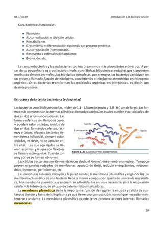 29
Introducción a la Biología celular
uas / dgep
Características funcionales
l	Nutrición.
l	 Autorreplicación o división celular.
l	Metabolismo.
l	 Crecimiento y diferenciación siguiendo un proceso genético.
l	 Autorregulación (homeostasis).
l	 Respuesta a estímulos del ambiente.
l	 Evolución, etc.
Las arqueobacterias y las eubacterias son los organismos más abundantes y diversos. A pe-
sar de su pequeñez y su arquitectura simple, son fábricas bioquímicas notables que convierten
moléculas simples en moléculas biológicas complejas, por ejemplo, las bacterias participan en
un proceso llamado fijación de nitrógeno, convirtiendo el nitrógeno atmosférico en nitrógeno
orgánico. Otras bacterias transforman las moléculas orgánicas en inorgánicas, es decir, son
desintegradores.
Estructura de la célula bacteriana (eubacterias)
Las bacterias son células pequeñas, miden de 1.1- 1.5 µm de grosor y 2.0 - 6.0 µm de largo. Las for-
mas más comunes son las formas cilíndricas llamadas bacilos, los cuales pueden estar aislados, de
dos en dos o formando cadenas. Las
formas esféricas son llamados cocos
y pueden estar aislados, unidos de
dos en dos, formando cadenas, raci-
mos y cubos. Algunas bacterias tie-
nen forma helicoidal, siempre están
aisladas, es decir, no se asocian en-
tre ellas. Las que son rígidas se lla-
man espirilos y las que son flexibles
se llaman espiroquetas. Cuando son
muy cortos se llaman vibriones.
Las células bacterianas no tienen núcleo; es decir, el ADN no tiene membrana nuclear. Tampoco
poseen organelos rodeados de membranas: aparato de Golgi, retículo endoplásmico, mitocon-
drias, lisosomas, peroxisomas, etc.
Las envolturas celulares incluyen a la pared celular, la membrana plasmática y el glucocáliz. La
membrana plasmática de una bacteria tiene la misma composición que la de una célula eucarióti-
ca. A la membrana plasmática se encuentran adheridas las enzimas necesarias para la respiración
celular y la fotosíntesis, en el caso de baterias fotosintetizadoras.
La membrana plasmática tiene la importante función de regular la entrada y salida de sus-
tancias dentro y fuera del citoplasma ya que tiene una composición normal que necesita man-
tenerse constante. La membrana plasmática puede tener pronunciaciones internas llamadas
mesosomas.
Figura 1.21 Cuatro formas bacterianas.
Espirilo
Espiroqueta
Coco
Bacilo
 