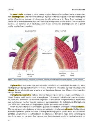 30
Unidad 1 biología celular
La pared celular mantiene la estructura de la célula. Las paredes celulares bacterianas contie-
nen peptidoglucano una molécula compleja. Algunas bacterias después de ser coloreadas para
su identificación, se observan al microscopio de color violeta y se les llama Gram positivas, en
cambio las que se observan de color rosa son las Gram negativas, esto es debido a su constitución
química. Las bacterias Gram positivas poseen mayor cantidad de peptidoglucano en su pared
celular que las Gram negativas.
El glucocáliz es una cubierta de polisacáridos o polipéptidos o los dos tipos de moléculas, loca-
lizado por fuera de la pared celular. Cuando está firmemente adherido a la pared celular se llama
cápsula. La cápsula impide que la bacteria sea fagocitada. Cuando esta difusa recibe el nombre
de capa de limo.
El citoplasma procariótico no tiene citoesqueleto, por lo que es una solución semifluida cons-
tituida de agua, moléculas inorgánicas y orgánicas. El citoplasma está delimitado por la membra-
na plasmática. Dentro de las moléculas orgánicas, se encuentran una gran variedad de enzimas
que participan en muchos tipos de reacciones químicas propias del metabolismo. El citoplasma
procariótico contiene reservas de glucógeno, lípidos y compuestos fosfatados.
El ADN de una bacteria es un cromosoma que está localizado en una región llamada nucleoide.
Muchas bacterias además tienen un cromosoma circular extra llamado plásmido. El plásmido es
el material genético que las bacterias utilizan para la conjugación, produciendo así variabilidad
genética. Los plásmidos son utilizados en los laboratorios de biotecnología como vectores para
introducir ADN a las bacterias. Por ejemplo, una bacteria puede producir insulina humana in-
Figura 1.22 Esquema donde se comparan las paredes celulares de las eubacterias Gram negativa y Gram positiva.
Gram-negativa Gram-positiva
Pili
Pili
Flagelo
Flagelo
Pared
celular
Pared
celular
Membrana
celular
Membrana
celular
Peptidoglucano
 