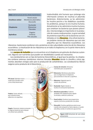 31
Introducción a la Biología celular
uas / dgep
troduciéndole ADN humano que contenga esta
información (síntesis de insulina) al plásmido
bacteriano. Anteriormente, se les administra-
ba insulina porcina a los diabéticos causándo-
les problemas, porque no era insulina humana.
Actualmente se les administra insulina humana,
que sintetizan las bacterias que poseen plásmi-
dos. Esta tecnología es importante en la produc-
ción de nuevos medicamentos. La gran variedad
de proteínas específicas de las bacterias son sin-
tetizadas en los ribosomas. Una célula bacteria-
na contiene cientos de ribosomas que son más
pequeños que los ribosomas eucarióticos. Los
ribosomas bacterianos contienen ARN y proteínas en dos subunidades como los de los ribosomas
eucarióticos. La localización de los ribosomas es en todo el citoplasma y en la parte interna de la
membrana celular.
Los cuerpos de inclusión que se encuentran en el citoplasma son gránulos de diversas sustan-
cias. Algunos son nutrientes que pueden ser desdoblados cuando son necesarios.
Las cianobacterias son un tipo de bacterias fotosintéticas, al igual que las plantas. Su citoplas-
ma contiene extensas membranas internas llamadas tilacoides donde la clorofila y otros pig-
mentos absorben energía solar para la producción de carbohidratos. Las cianobacterias liberan
oxígeno como producto de la fotosíntesis.
Tabla 1.3 Estructuras de las células bacterianas.
Envoltura celular
Pared celular
Membrana plasmática
Glucocáliz
Citoplasma
Nucleoide
Ribosomas
Tilacoides
Apéndices
Flagelos
Fimbrias
Pilis sexuales
Figura 1.23 Estructura de una célula
procarionte.
Cuerpo de inclusión: Almacena
nutrientes para uso posterior.
Pili sexual: Apéndice hueco
usado para transferir adn
a otra célula bacteriana.
Fimbria: Cerda utilizada
por la bacteria para
adherirse a la superficie.
Flagelo: Filamento rotatorio presente
en algunas bacterias que empujan
a la célula hacia adelante.
Mesosoma: Membrana plasmática
que se pliega hacia el citoplasma
para aumentar el área de la superficie.
Ribosoma: Organelo para la
síntesis de proteínas.
Nucleoide: Región donde se
localiza el cromosoma bacteriano.
Pared celular: Envoltura que proporciona
soporte, da forma y protección a la célula.
Glucocáliz: Envoltura gelatinosa externa que
cuando está compacta se llama cápsula, y cuando
está difusa recibe el nombre de capa de limo.
Membrana plasmática: Cubierta
alrededor del citoplasma para regular
la entrada y salida de sustancias.
31
 