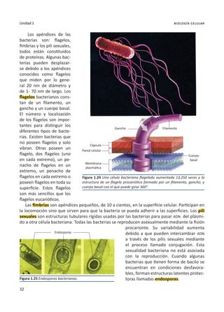 32
Unidad 1 biología celular
Los apéndices de las
bacterias son: flagelos,
fimbrias y los pili sexuales,
todos están constituidos
de proteínas. Algunas bac-
terias pueden desplazar-
se debido a los apéndices
conocidos como flagelos
que miden por lo gene-
ral 20 nm de diámetro y
de 1- 70 nm de largo. Los
flagelos bacterianos cons-
tan de un filamento, un
gancho y un cuerpo basal.
El número y localización
de los flagelos son impor-
tantes para distinguir los
diferentes tipos de bacte-
rias. Existen bacterias que
no poseen flagelos y solo
vibran. Otras poseen un
flagelo, dos flagelos (uno
en cada extremo), un pe-
nacho de flagelos en un
extremo, un penacho de
flagelos en cada extremo o
poseen flagelos en toda su
superficie. Estos flagelos
son más sencillos que los
flagelos eucarióticos.
Las fimbrias son apéndices pequeños, de 10 a cientos, en la superficie celular. Participan en
la locomoción sino que sirven para que la bacteria se pueda adherir a las superficies. Los pili
sexuales son estructuras tubulares rígidas usadas por las bacterias para pasar ADN del plásmi-
do a otra célula bacteriana. Todas las bacterias se reproducen asexualmente mediante la fisión
procarionte. Su variabilidad aumenta
debido a que pueden intercambiar ADN
a través de los pilis sexuales mediante
el proceso llamado conjugación. Esta
sexualidad bacteriana no está asociada
con la reproducción. Cuando algunas
bacterias que tienen forma de bacilo se
encuentran en condiciones desfavora-
bles, forman estructuras latentes protec-
toras llamadas endosporas.
Endosporas
Figura 1.25 Endosporas bacterianas.
Figura 1.24 Una célula bacteriana flagelada aumentada 13,250 veces y la
estructura de un flagelo procariótico formado por un filamento, gancho, y
cuerpo basal con el que puede girar 360°.
Gancho
Cápsula
Pared celular
Cuerpo
basal
Membrana
plasmática
Filamento
 