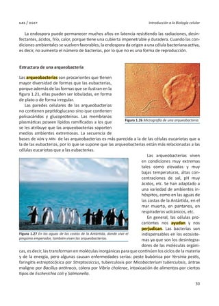 33
Introducción a la Biología celular
uas / dgep
La endospora puede permanecer muchos años en latencia resistiendo las radiaciones, desin-
fectantes, ácidos, frío, calor, porque tiene una cubierta impenetrable y duradera. Cuando las con-
diciones ambientales se vuelven favorables, la endospora da origen a una célula bacteriana activa,
es decir, no aumenta el número de bacterias, por lo que no es una forma de reproducción.
Estructura de una arqueobacteria
Las arqueobacterias son procariontes que tienen
mayor diversidad de formas que las eubacterias,
porque además de las formas que se ilustran en la
figura 1.21, ellas pueden ser lobuladas, en forma
de plato o de forma irregular.
Las paredes celulares de las arqueobacterias
no contienen peptidoglucano sino que contienen
polisacáridos y glucoproteínas. Las membranas
plasmáticas poseen lípidos ramificados a los que
se les atribuye que las arqueobacterias soporten
medios ambientes extremosos. La secuencia de
bases de ADN y ARN de las arqueobacterias es más parecida a la de las células eucariotas que a
la de las eubacterias, por lo que se supone que las arqueobacterias están más relacionadas a las
células eucariotas que a las eubacterias.
Las arqueobacterias viven
en condiciones muy extremas
tales como elevadas y muy
bajas temperaturas, altas con-
centraciones de sal, pH muy
ácidos, etc. Se han adaptado a
una variedad de ambientes in-
hóspitos, como en las aguas de
las costas de la Antártida, en el
mar muerto, en pantanos, en
respiraderos volcánicos, etc.
En general, las células pro-
cariontes nos ayudan y nos
perjudican. Las bacterias son
indispensables en los ecosiste-
mas ya que son los desintegra-
dores de las moléculas orgáni-
cas, es decir, las transforman en moléculas inorgánicas para que continúen los ciclos de la materia
y de la energía, pero algunas causan enfermedades serias: peste bubónica por Yersinia pestis,
faringitis estreptocócica por Streptococcus, tuberculosis por Micobacterium tuberculosis, ántrax
maligno por Bacillus anthracis, cólera por Vibrio cholerae, intoxicación de alimentos por ciertos
tipos de Escherichia coli y Salmonella.
Figura 1.26 Micrografía de una arqueobacteria.
Figura 1.27 En las aguas de las costas de la Antártida, donde vive el
pingüino emperador, también viven las arqueobacterias.
 