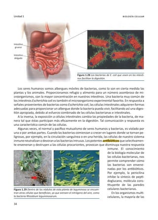 34
Unidad 1 biología celular
Los seres humanos somos albergues móviles de bacterias, como lo son en cierta medida las
plantas y los animales. Proporcionamos refugio y alimento para un número asombroso de mi-
croorganismos, con la mayor concentración en nuestros intestinos. Una bacteria muy común de
los intestinos Escherichia coli es también el microorganismo experimental favorito. En respuesta a
señales provenientes de bacterias como Escherichia coli, las células intestinales adquieren formas
adecuadas para proporcionar un albergue donde la bacteria pueda vivir, facilitando así una diges-
tión apropiada, debido al esfuerzo combinado de las células bacterianas e intestinales.
A la inversa, la exposición a células intestinales cambia las propiedades de la bacteria, de ma-
nera tal que éstas participan más eficazmente en la digestión. Tal comunicación y respuesta es
una característica común de las células.
Algunas veces, el normal y pacífico mutualismo de seres humanos y bacterias, es violado por
una o por ambas partes. Cuando las bacterias comienzan a crecer en lugares donde se tornan pe-
ligrosas, por ejemplo, en la circulación sanguínea o en una herida, las células de nuestro sistema
inmuneneutralizanodevoranalasbacteriasintrusas.Lospotentesantibióticosqueselectivamen-
te envenenan y destruyen a las células procariontes, provocan que disminuya nuestra respuesta
inmune. El conocimiento
de la biología molecular de
las células bacterianas, nos
permite comprender cómo
las bacterias son envene-
nadas por los antibióticos.
Por ejemplo, la penicilina
inhibe la síntesis de pepti-
doglucano, molécula cons-
tituyente de las paredes
celulares bacterianas.
En los organismos multi-
celulares, la mayoría de las
Figura 1.28 Las bacterias de E. coli que viven en los intesti-
nos facilitan la digestión.
Figura 1.29 Dentro de los nódulos de esta planta de leguminosa se encuen-
tran otras células que benefician, ya que extraen el nitrógeno del aire, como
la bacteria Rhizobium leguminosarum.
Intestino
grueso
Intestino
delgado
Nódulos
 