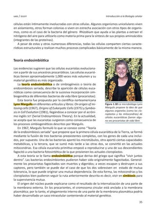 35
Introducción a la Biología celular
uas / dgep
células están íntimamente involucradas con otras células. Algunos organismos unicelulares viven
en aislamiento, otros forman colonias o viven en estrecha asociación con otros tipos de organis-
mos, como es el caso de la bacteria del género Rhizobium que ayuda a las plantas a extraer el
nitrógeno del aire para utilizarlo como materia prima para la síntesis de sus propios aminoácidos
(integrantes de las proteínas).
A pesar de estas y otras numerosas diferencias, todas las células comparten ciertas caracte-
rísticas estructurales y realizan muchos procesos complicados básicamente de la misma manera.
Teoría endosimbiótica
Las evidencias sugieren que las células eucariotas evoluciona-
ron a partir de sus ancestros procarióticos. Las células eucarió-
ticas tienen aproximadamente 1,000 veces más volumen y su
material genético es más organizado.
La teoría endosimbiótica o de simbiogénesis o teoría de
endosimbiosis seriada, describe la aparición de células euca-
rióticas como consecuencia de la sucesiva incorporación sim-
biogenética de diferentes bacterias de vida libre (procariotas).
Esta teoría fue propuesta por la científica norteamericana
Lynn Margulis en diferentes artículos y libros: On origen of mi-
tosing cells (1967), Origins of Eukaryotic Cells (1975) y Symbio-
sis in Cell Evolution (1981), llegándose a conocer por el acróni-
mo inglés SET (Serial Endosymbiosis Theory). En la actualidad,
se acepta que las eucariotas surgieron como consecuencia de
los procesos simbiogenéticos descritos por Margulis.
En 1967, Margulis formuló lo que se conoce como “Teoría
de la endosimbiosis seriada” que propone que la primera célula eucariótica de la Tierra, se formó
mediante la fusión de tres bacterias preexistentes completas, con los genes de cada una inclui-
dos, por supuesto. Una de las bacterias aportó los microtúbulos, otra aportó ciertas capacidades
metabólicas, y la tercera, que se sumó más tarde a las otras dos, se convirtió en las actuales
mitocondrias. Esa célula eucariota primitiva empezó a reproducirse y una de sus descendientes
fagocitó a una bacteria fotosintética de la que provienen los actuales cloroplastos.
A esta teoría se le llama endosimbiótica porque deriva del griego que significa “vivir juntos
dentro”. Las bacterias endosimbiontes pudieron haber sido originalmente fagocitadas. General-
mente los procariotas fagocitados son muertos y digeridos; a veces escapan y destruyen a sus
captores, pero también se puede dar el caso de que los dos sobreviven en estado de mutua
tolerancia, lo que puede originar una mutua dependencia. De esta forma, las mitocondrias y los
cloroplastos bien pudieron seguir la ruta anteriormente descrita es decir, vivir en simbiosis para
la supervivencia mutua.
El origen del núcleo puede explicarse como el resultado de la internalización de una parte de
la membrana externa. En los procariontes, el cromosoma circular está anclado a la membrana
plasmática; por lo tanto, el plegamiento interno de una parte de la membrana plasmática podría
haber desarrollado un saco intracelular conteniendo al material genético.
Figura 1.30 La microbióloga Lynn
Margulis propone la idea de que
algunos organelos (como los clo-
roplastos y las mitocondrias) de
células eucarióticas fueron algu-
na vez procariotas de vida libre.
 