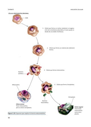 36
Unidad 1 biología celular
36
Figura 1.31 Esquema que explica la teoría endosimbiótica.
Célula procariota original
ADN
1.	Célula que forma un núcleo mediante la invagina-
ción de la membrana plasmática. El adn queda ro-
deado de una doble membrana.
2.	Célula que forma un sistema de endomem-
branas.
3.	Célula que forma mitocondrias.
4.	Célula que forma cloroplastos.
Cloroplasto
Bacteria
fotosintética
Bacteria
aeróbica
Mitocondria
Célula animal
Tiene mitocondrias,
pero no tiene cloroplastos. Célula vegetal
Tiene tanto
mitocondrias
como cloro-
plastos.
 