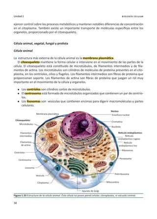 38
Unidad 1 biología celular
ejercer control sobre los procesos metabólicos y mantener notables diferencias de concentración
en el citoplasma. También existe un importante transporte de moléculas específicas entre los
organelos, proporcionado por el citoesqueleto.
Célula animal, vegetal, fungal y protista
Célula animal
La estructura más externa de la célula animal es la membrana plasmática.
El citoesqueleto mantiene la forma celular e interviene en el movimiento de las partes de la
célula. El citoesqueleto está constituido de microtúbulos, de filamentos intermedios y de fila-
mentos de actina. Los microtúbulos son cilindros de moléculas de proteína presentes en el cito-
plasma, en los centríolos, cilios y flagelos. Los filamentos intermedios son fibras de proteína que
proporcionan soporte. Los filamentos de actina son fibras de proteína que juegan un rol muy
importante en el movimiento de la célula y organelos.
l	Los centríolos son cilindros cortos de microtúbulos.
l	El centrosoma está formado de microtúbulos organizados que contienen un par de centrío-
los.
l	Los lisosomas son vesículas que contienen enzimas para digerir macromoléculas y partes
celulares.
Figura 1.33 Estructura de la célula animal. Ésta célula no posee pared celular, cloroplastos, ni vacuola central.
Citoesqueleto:
Núcleo:
Envoltura nuclear
Retículo endoplásmico:
Nucléolo
Retículo
endoplásmico rugoso
Retículo
endoplásmico liso
Ribosomas
Peroxisoma
Polirribosoma
Mitocondria
Citoplasma
Vesícula
Lisosoma
Centrosoma
Centríolos
Filamentos
de actina
Filamentos
intermedios
Microtúbulos
Membrana plasmática
Aparato de Golgi
Cromatina
 