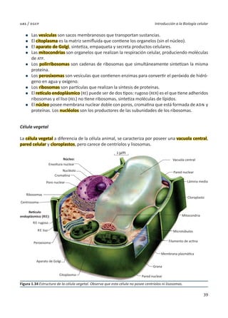 39
Introducción a la Biología celular
uas / dgep
l	Las vesículas son sacos membranosos que transportan sustancias.
l	El citoplasma es la matriz semifluida que contiene los organelos (sin el núcleo).
l	El aparato de Golgi, sintetiza, empaqueta y secreta productos celulares.
l	Las mitocondrias son organelos que realizan la respiración celular, produciendo moléculas
de ATP.
l	Los polirribosomas son cadenas de ribosomas que simultáneamente sintetizan la misma
proteína.
l	Los perosixomas son vesículas que contienen enzimas para convertir el peróxido de hidró-
geno en agua y oxígeno.
l	Los ribosomas son partículas que realizan la síntesis de proteínas.
l	El retículo endoplásmico (RE) puede ser de dos tipos: rugoso (RER) es el que tiene adheridos
ribosomas y el liso (REL) no tiene ribosomas, sintetiza moléculas de lípidos.
l	El núcleo posee membrana nuclear doble con poros, cromatina que está formada de adn y
proteínas. Los nucléolos son los productores de las subunidades de los ribosomas.
Célula vegetal
La célula vegetal a diferencia de la célula animal, se caracteriza por poseer una vacuola central,
pared celular y cloroplastos, pero carece de centríolos y lisosomas.
Figura 1.34 Estructura de la célula vegetal. Observa que esta célula no posee centríolos ni lisosomas.
Núcleo:
1 µm
Pared nuclear
Pared nuclear
Lámina media
Cloroplasto
Mitocondria
Microtúbulos
Filamento de actina
Grana
Vacuola central
Poro nuclear
Envoltura nuclear
Retículo
endoplásmico (re):
Nucléolo
re rugoso
re liso
Ribosomas
Peroxisoma
Citoplasma
Centrosoma
Membrana plasmática
Aparato de Golgi
Cromatina
 