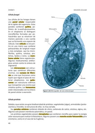 40
Unidad 1 biología celular
Célula fungal
Las células de los hongos tienen
una pared celular responsable
de la rigidez del organismo. Estas
paredes contienen quitina, po-
límero de N-acetil-glucosamina.
En el citoplasma se distinguen
microfibrillas formadas por po-
lisacáridos que se retuercen de
manera parecida a una cuerda
que va formando una especie de
retículo. Este retículo se encuen-
tra en una matriz que contiene
polisacáridos de longitud mayor
y más complejos que las micro-
fibrillas, quitina, celulosa, pro-
teínas, lípidos e iones. La mem-
brana celular tiene ergosteroles.
Algunos medicamentos antifún-
gicos actúan contra la síntesis de
ergosterol.
Los microcuerpos son estruc-
turas que contienen diferentes
enzimas. Los cuerpos de Woro-
nin se cree que funcionan como
tapón que regula el paso de ma-
terial citoplásmico. Los quito-
somas son estructuras esféricas
que transportan una enzima que
sintetiza quitina. Los lomasomas
están relacionados con la síntesis
de pared celular o excresión.
Célula protista
Debido a que existe una gran biodiversidad de protistas: vegetaloides (algas), animaloides (proto-
zoarios) y micoides, la estructura de ellos es muy variada.
Sus paredes celulares contienen dióxido de silicio, carbonato de calcio, celulosa, algina, etc.
Algunos solo poseen membrana plasmática, sin pared.
Los protistas vegetaloides poseen cloroplastos que contienen clorofila para captar la energía
solar necesaria para realizar la fotosíntesis. Algunos poseen una mancha ocular fotosensible para
orientarse, como en el caso de las Euglenas.
Figura 1.35 Micrografía de una célula fungal.
Yema
Mitocondria
Pared
celular
Vacuola
Núcleo
 