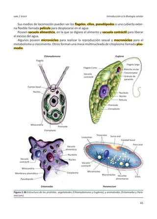 41
Introducción a la Biología celular
uas / dgep
Sus medios de locomoción pueden ser los flagelos, cilios, pseudópodos o una cubierta exter-
na flexible llamada película para desplazarse en el agua.
Poseen vacuola alimenticia, en la que se digiere el alimento y vacuola contráctil para liberar
el exceso del agua.
Algunos poseen micronúcleo para realizar la reproducción sexual y macronúcleo para el
metabolismo y crecimiento. Otros forman una masa multinucleada de citoplasma llamada plas-
modio.
Figura 1.36 Estructura de los protistas: vegetaloides (Chlamydomona y Euglena), y animaloides (Entamoeba y Para-
mecium).
Flagelo
Flagelo Corto
Flagelo largo
Mancha ocular
Gránulo de
paramilo
Fotoreceptor
Vacuola
contráctil
Chlamydomona Euglena
Núcleo
Mitocondria
Cloroplasto
Membrana plasmática
Pseudópodo
Entamoeba Paramecium
Mitocondria
Citoplasma
Núcleo
Nucléolo
Vacuola
alimenticia
Vacuola
contráctil
Tricocistos Surco oral
Cavidad bucal
Poro anal
Cilios
Vacuolas
alimentarias
Vacuola
contráctil
Macronúcleo
Micronúcleo
Lisosomas
Cloroplasto
Pirenoide
Pirenoide
Película
Nucléolo
Núcleo
Cuerpo basal
 