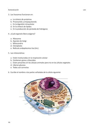 44
Autoevaluación uas
3.	 Los lisosomas funcionan en:
a.	 La síntesis de proteínas
b.	 Procesando y empaquetando
c.	 En la digestión intracelular
d.	 En la síntesis de lípidos.
e.	 En la producción de peróxido de hidrógeno
4.	 ¿Cuál organelo libera oxígeno?
a.	 Ribosoma
b.	 Aparato de Golgi
c.	 Mitocondria
d.	 Cloroplasto
e.	 Retículo endoplásmico liso (REL)
5.	 Las mitocondrias:
a.	 Están involucradas en la respiración celular
b.	 Contienen grana y tilacoides
c.	 Están presentes en las células animales pero no en las células vegetales
d.	 Liberan glucosa
e.	 Todas son correctas
6.	 Escribe el nombre a las partes señaladas de la célula siguiente:
 