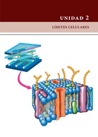 unidad 2
LÍMITES CELULARES
 