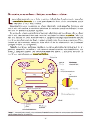 49
Biomembranas o membranas biológicas o membranas celulares
L
as membranas constituyen el límite externo de cada célula y de determinados organelos.
La membrana plasmática es la estructura más externa de las células animales que separa
el interior de la célula de su entorno.
Los procariontes, que representan las células más simples y más pequeñas, tienen una sóla
membrana que los rodea, la membrana plasmática. No contienen subcompartimientos internos
limitados por membranas; es decir, organelos.
En cambio, las células eucariontes se encuentran subdivididas, por membranas internas. Estas
membranas crean compartimientos cerrados que constituyen los diversos organelos. Cada orga-
nelo está rodeado por una o más biomembranas. Los principales organelos delimitados por una
membrana son el complejo de Golgi, el retículo endoplásmico, lisosomas y peroxisomas. Mien-
tras que los que poseen una membrana doble son el núcleo, las mitocondrias y los cloroplastos
(solo presentes en células vegetales).
Todas las membranas biológicas, incluidas la membrana plasmática, la membrana de los or-
ganelos y las vesículas intracelulares están compuestas por los mismos materiales (lípidos y pro-
teínas), y comparten además una estructura fundamental común. La estructura básica de las
membranas plasmáticas es una bicapa fosfolipídica.
Figura 2.1 Dibujo que representa la cara citosólica (roja) y exoplasmática (negro) de la membrana plasmática y de las
membranas de los diversos organelos.
Mitocondria
Vesícula
Externa
Interna
Membranas
mitocondriales
Golgi
Lisosoma
Matriz
Espacio intermembrana
Cara
exoplasmática
Cara citosólica
Retículo endoplasmático
Membrana Plasmática
Núcleo
Citosol
Exterior
Membranas
nucleares
Externa
Interna
Espacio intermembrana
 