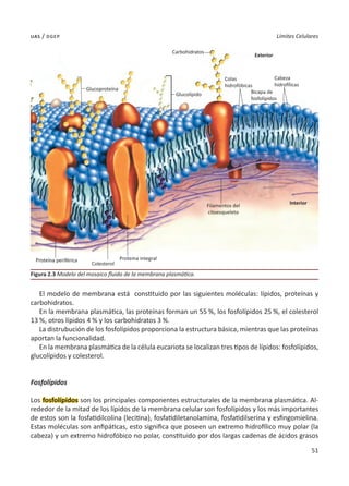 51
Límites Celulares
uas / dgep
Interior
Filamentos del
citoesqueleto
Proteína integral
Colesterol
Proteína periférica
Glucoproteína
Carbohidratos
Glucolípido
Colas
hidrofóbicas
Bicapa de
fosfolípidos
Cabeza
hidrofílicas
Exterior
El modelo de membrana está constituido por las siguientes moléculas: lípidos, proteínas y
carbohidratos.
En la membrana plasmática, las proteínas forman un 55 %, los fosfolípidos 25 %, el colesterol
13 %, otros lípidos 4 % y los carbohidratos 3 %.
La distrubución de los fosfolípidos proporciona la estructura básica, mientras que las proteínas
aportan la funcionalidad.
En la membrana plasmática de la célula eucariota se localizan tres tipos de lípidos: fosfolípidos,
glucolípidos y colesterol.
Fosfolípidos
Los fosfolípidos son los principales componentes estructurales de la membrana plasmática. Al-
rededor de la mitad de los lípidos de la membrana celular son fosfolípidos y los más importantes
de estos son la fosfatidilcolina (lecitina), fosfatidiletanolamina, fosfatidilserina y esfingomielina.
Estas moléculas son anfipáticas, esto significa que poseen un extremo hidrofílico muy polar (la
cabeza) y un extremo hidrofóbico no polar, constituido por dos largas cadenas de ácidos grasos
Figura 2.3 Modelo del mosaico fluido de la membrana plasmática.
 