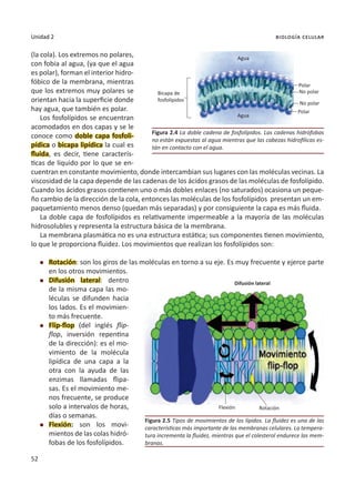 52
Unidad 2 biología celular
(la cola). Los extremos no polares,
con fobia al agua, (ya que el agua
es polar), forman el interior hidro-
fóbico de la membrana, mientras
que los extremos muy polares se
orientan hacia la superficie donde
hay agua, que también es polar.
Los fosfolípidos se encuentran
acomodados en dos capas y se le
conoce como doble capa fosfoli-
pídica o bicapa lipídica la cual es
fluida, es decir, tiene caracterís-
ticas de líquido por lo que se en-
cuentran en constante movimiento, donde intercambian sus lugares con las moléculas vecinas. La
viscosidad de la capa depende de las cadenas de los ácidos grasos de las moléculas de fosfolípido.
Cuando los ácidos grasos contienen uno o más dobles enlaces (no saturados) ocasiona un peque-
ño cambio de la dirección de la cola, entonces las moléculas de los fosfolípidos presentan un em-
paquetamiento menos denso (quedan más separadas) y por consiguiente la capa es más fluida.
La doble capa de fosfolípidos es relativamente impermeable a la mayoría de las moléculas
hidrosolubles y representa la estructura básica de la membrana.
La membrana plasmática no es una estructura estática; sus componentes tienen movimiento,
lo que le proporciona fluidez. Los movimientos que realizan los fosfolípidos son:
l	 Rotación: son los giros de las moléculas en torno a su eje. Es muy frecuente y ejerce parte
en los otros movimientos.
l	 Difusión lateral: dentro
de la misma capa las mo-
léculas se difunden hacia
los lados. Es el movimien-
to más frecuente.
l	 Flip-flop (del inglés flip-
flop, inversión repentina
de la dirección): es el mo-
vimiento de la molécula
lipídica de una capa a la
otra con la ayuda de las
enzimas llamadas flipa-
sas. Es el movimiento me-
nos frecuente, se produce
solo a intervalos de horas,
días o semanas.
l	 Flexión: son los movi-
mientos de las colas hidró-
fobas de los fosfolípidos.
Figura 2.4 La doble cadena de fosfolípidos. Las cadenas hidrófobas
no están expuestas al agua mientras que las cabezas hidrofílicas es-
tán en contacto con el agua.
Figura 2.5 Tipos de movimientos de los lípidos. La fluidez es una de las
características más importante de las membranas celulares. La tempera-
tura incrementa la fluidez, mientras que el colesterol endurece las mem-
branas.
Agua
Polar
No polar
Polar
Bicapa de
fosfolípidos
Agua
No polar
Flexión Rotación
Difusión lateral
 
