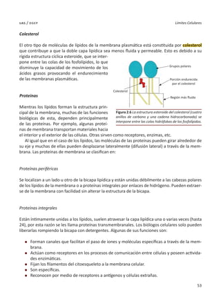 53
Límites Celulares
uas / dgep
Colesterol
El otro tipo de moléculas de lípidos de la membrana plasmática está constituida por colesterol
que contribuye a que la doble capa lipídica sea menos fluida y permeable. Esto es debido a su
rígida estructura cíclica esteroide, que se inter-
pone entre las colas de los fosfolípidos, lo que
disminuye la capacidad de movimiento de los
ácidos grasos provocando el endurecimiento
de las membranas plasmáticas.
Proteínas
Mientras los lípidos forman la estructura prin-
cipal de la membrana, muchas de las funciones
biológicas de esta, dependen principalmente
de las proteínas. Por ejemplo, algunas proteí-
nas de membrana transportan materiales hacia
el interior y el exterior de las células. Otras sirven como receptores, enzimas, etc.	
Al igual que en el caso de los lípidos, las moléculas de las proteínas pueden girar alrededor de
su eje y muchas de ellas pueden desplazarse lateralmente (difusión lateral) a través de la mem-
brana. Las proteínas de membrana se clasifican en:
Proteínas periféricas
Se localizan a un lado u otro de la bicapa lipídica y están unidas débilmente a las cabezas polares
de los lípidos de la membrana o a proteínas integrales por enlaces de hidrógeno. Pueden extraer-
se de la membrana con facilidad sin alterar la estructura de la bicapa.
Proteínas integrales
Están íntimamente unidas a los lípidos, suelen atravesar la capa lipídica una o varias veces (hasta
24), por esta razón se les llama proteínas transmembranales. Los biólogos celulares solo pueden
liberarlas rompiendo la bicapa con detergentes. Algunas de sus funciones son:
l	 Forman canales que facilitan el paso de iones y moléculas específicas a través de la mem-
brana.
l	 Actúan como receptores en los procesos de comunicación entre células y poseen activida-
des enzimáticas.
l	 Fijan los filamentos del citoesqueleto a la membrana celular.
l	 Son específicas.
l	 Reconocen por medio de receptores a antígenos y células extrañas.
Figura 2.6 La estructura esteroide del colesterol (cuatro
anillos de carbono y una cadena hidrocarbonada) se
interpone entre las colas hidrófobas de los fosfolípidos.
Grupos polares
Región más fluída
Colesterol
Porción endurecida
por el colesterol
 