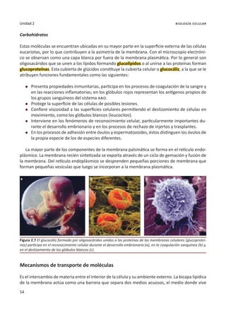 54
Unidad 2 biología celular
Carbohidratos
Estas moléculas se encuentran ubicadas en su mayor parte en la superficie externa de las células
eucariotas, por lo que contribuyen a la asimetría de la membrana. Con el microscopio electróni-
co se observan como una capa blanca por fuera de la membrana plasmática. Por lo general son
oligosacáridos que se unen a los lípidos formando glucolípidos o al unirse a las proteínas forman
glucoproteínas. Esta cubierta de glúcidos constituye la cubierta celular o glucocáliz, a la que se le
atribuyen funciones fundamentales como las siguientes:
l	 Presenta propiedades inmunitarias, participa en los procesos de coagulación de la sangre y
en las reacciones inflamatorias; en los glóbulos rojos representan los antígenos propios de
los grupos sanguíneos del sistema abo.
l	 Protege la superficie de las células de posibles lesiones.
l	 Confiere viscosidad a las superficies celulares permitiendo el deslizamiento de células en
movimiento, como los glóbulos blancos (leucocitos).
l	 Interviene en los fenómenos de reconocimiento celular, particularmente importantes du-
rante el desarrollo embrionario y en los procesos de rechazo de injertos y trasplantes.
l	 En los procesos de adhesión entre óvulos y espermatozoides, éstos distinguen los óvulos de
la propia especie de los de especies diferentes.
La mayor parte de los componentes de la membrana palsmática se forma en el retículo endo-
plásmico. La membrana recién sintetizada se exporta através de un ciclo de gemación y fusión de
la membrana. Del retículo endoplásmico se desprenden pequeñas porciones de membrana que
forman pequeñas vesículas que luego se incorporan a la membrana plasmática.
Mecanismos de transporte de moléculas
Es el intercambio de materia entre el interior de la célula y su ambiente externo. La bicapa lipídica
de la membrana actúa como una barrera que separa dos medios acuosos, el medio donde vive
Figura 2.7 El glucocáliz formado por oligosacáridos unidos a las proteínas de las membranas celulares (glucoproteí-
nas) participa en el reconocimiento celular durante el desarrollo embrionario (a), en la coagulación sanguínea (b) y,
en el deslizamiento de los glóbulos blancos (c).
a b c
 