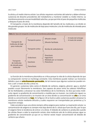 55
Límites Celulares
uas / dgep
la célula y el medio interno celular. Las células requieren nutrientes del exterior y deben eliminar
sustancias de desecho procedentes del metabolismo y mantener estable su medio interno. La
membrana presenta una permeabilidad selectiva, ya que permite el paso de pequeñas moléculas
y bloquea el paso de otras.
El transporte a través de la membrana depende del tamaño de las moléculas y se divide en
dos grandes grupos: los de moléculas de bajo peso molecular y los de moléculas de elevado peso
molecular.
Tabla 2.1 Tipos de transporte a través de las membranas plasmáticas.
Transporte de
moléculas de bajo
peso molecular
Transporte
de moléculas
de elevado peso
molecular
Transporte pasivo
Transporte activo
Endocitosis
Exocitosis
Transcitosis
Difusión simple
Difusión facilitada
Bomba de sodio/potasio
Pinocitosis
Fagocitosis
Mediada por un receptor
Potocitosis
-	 A través de la bicapa
-	 A través de canales
La función de la membrana plasmática es crítica porque la vida de la célula depende de que
su composición normal se mantenga constante. Esta membrana puede realizar sus funciones
debido a que es selectivamente permeable, de tal manera que algunas sustancias pueden en-
trar y salir a través de ella y otras no.
En general, sustancias tales como el dióxido de carbono, oxígeno, glicerol, agua y alcohol
pueden cruzar libremente la membrana. Son capaces de pasar entre las cabezas hidrofílicas
de los fosfolípidos y atravesar las colas hidrofóbicas de la membrana. Se dice que estas molé-
culas siguen su gradiente de concentración a medida que se mueven. Las moléculas siguen su
gradiente de concentración y se mueven de un área donde su concentración es alta a un área
donde su concentración es baja. En la figura 2.8 se ilustra cuáles sustancias pueden atravesar la
membrana celular mediante difusión y cuáles requieren ser transportadas por proteínas y / o
requieren energía.
Cabe considerar que una célula siempre utiliza oxígeno para realizar su respiración celular. La
concentración de oxígeno es siempre más baja dentro de la célula que fuera de ella, por lo que
el oxígeno tiene la tendencia de entrar a la célula. El dióxido de carbono es producido cuando
las células llevan a cabo la respiración celular, ésta molécula sale de la célula porque sigue su
gradiente de concentración ya que en su interior existe mayor concentración de dióxido de
carbono que afuera.
 