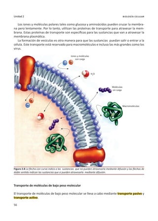 56
Unidad 2 biología celular
Los iones y moléculas polares tales como glucosa y aminoácidos pueden cruzar la membra-
na pero lentamente. Por lo tanto, utilizan las proteínas de transporte para atravesar la mem-
brana. Estas proteínas de transporte son específicas para las sustancias que van a atravesar la
membrana plasmática.
La formación de vesículas es otra manera para que las sustancias puedan salir o entrar a la
célula. Este transporte está reservado para macromoléculas e incluso las más grandes como los
virus.
Transporte de moléculas de bajo peso molecular
El transporte de moléculas de bajo peso molecular se lleva a cabo mediante transporte pasivo y
transporte activo.
Figura 2.8 La flecha con curva indica a las sustancias que no pueden atravesarla mediante difusión y las flechas de
doble sentido indican las sustancias que si pueden atravesarla mediante difusión.
Iones y moléculas
con carga
Moléculas
sin carga
Macromoléculas
H2
O
–
–
+
+
 