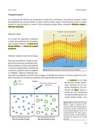 57
Límites Celulares
uas / dgep
Transporte pasivo
Es un proceso de difusión de sustancias a través de la membrana. Se produce siempre a favor
del gradiente de concentración; es decir, donde existe mayor concentración hacia el medio
donde la concentración es menor. Este transporte puede darse mediante difusión simple y
difusión facilitada.
Difusión simple
Es el paso de pequeñas moléculas
a favor del gradiente de concentra-
ción; puede realizarse a través de la
bicapa lipídica o a través de canales
proteicos.
Difusión simple a través de la bicapa
Este tipo de difusión simple es pro-
pio de las hormonas esteroides (mo-
léculas lipídicas), el éter (anestésico)
y fármacos liposolubles; también de
sustancias apolares como el oxígeno
y nitrógeno. Algunas moléculas po-
lares de muy pequeño tamaño como el agua, el dióxido de carbono, el etanol y glicerina, tam-
bién atraviesan la membrana mediante este tipo de difusión simple.
La osmosis es un tipo
de difusión donde, el prin-
cipal solvente en los sis-
temas biológicos, las mo-
léculas de agua, pasan a
través de una membrana
semipermeable desde una
región donde existe una
Figura 2.10 Las moléculas de agua
llevan a cabo la osmosis de iz-
quierda a derecha (atravesando la
membrana celular selectivamen-
te permeable) debido a que en el
compartimiento del lado izquier-
do existe mayor concentración de
moléculas de agua que en el lado
derecho.
Figura 2.9 Difusión simple a través de la bicapa lipídica.
F l u i d o e x t r a c e l u l a r
H2
O, O2
, N2
, CO2
, etc.
Osmosis
- Agua
- Glucosa Membrana selectivamente
permeable
Baja concentración de azúcar
Alta concentración de agua
Alta concentración de azúcar
Baja concentración de agua
C i t o p l a s m a
 