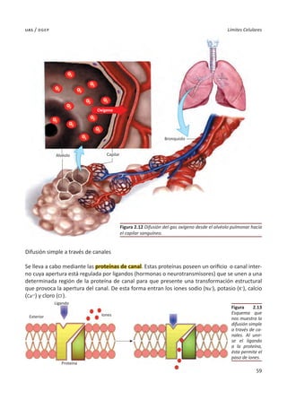 59
Límites Celulares
uas / dgep
Difusión simple a través de canales
Se lleva a cabo mediante las proteínas de canal. Estas proteínas poseen un orificio o canal inter-
no cuya apertura está regulada por ligandos (hormonas o neurotransmisores) que se unen a una
determinada región de la proteína de canal para que presente una transformación estructural
que provoca la apertura del canal. De esta forma entran los iones sodio (Na+
), potasio (K+
), calcio
(Ca++
) y cloro (Cl-
).
Figura 2.13
Esquema que
nos muestra la
difusión simple
a través de ca-
nales. Al unir-
se el ligando
a la proteína,
ésta permite el
paso de iones.
Figura 2.12 Difusión del gas oxígeno desde el alvéolo pulmonar hacia
el capilar sanguíneo.
Exterior
Ligando
Iones
Proteína
Alvéolo Capilar
Bronquiolo
O2
O2
O2
O2
O2 O2
O2
O2
O2
O2
O2
O2
O2
O2
O2
Oxígeno
 