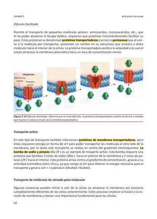 60
Unidad 2 biología celular
Difusión facilitada
Permite el transporte de pequeñas moléculas polares: aminoácidos, monosacáridos, etc., que
al no poder atravesar la bicapa lipídica, requieren que proteínas transmembranales faciliten su
paso. Estas proteínas se denominan proteínas transportadoras (carrier) o permeasas que al unir-
se a la molécula por transportar, presentan un cambio en su estructura que arrastra a dicha
molécula hacia el interior de la célula. La proteína transportadora acelera la velocidad a la cual el
soluto atraviesa la membrana plasmática hacia un área de concentración menor.
Transporte activo
En este tipo de transporte también intervienen proteínas de membrana transportadoras, pero
éstas requieren energía en forma de ATP para poder transportar las moléculas al otro lado de la
membrana, por lo tanto este transporte se realiza en contra del gradiente electroquímico. La
bomba de sodio y potasio (Na+
/K+
) es un ejemplo de trasporte activo. Esta bomba requiere una
proteína que bombea 3 iones de sodio (3Na+
) hacia el exterior de la membrana y 2 iones de po-
tasio (2K+
) hacia el interior. Esta proteína actúa contra el gradiente de concentración, gracias a su
actividad enzimática como ATPasa, ya que rompe el ATP para obtener la energía necesaria para el
transporte y genera ADP + P (adenosin-difosfato +fosfato).
Transporte de moléculas de elevado peso molecular
Algunas sustancias pueden entrar o salir de la célula sin atravesar la membrana por procesos
completamente diferentes de los vistos anteriormente. Estos procesos implican la fusión o la es-
cisión de membranas y tienen una importancia fundamental para las células.
Figura 2.14 Difusión facilitada. Observa que en esta difusión, la proteína transportadora cambia de forma a medida
que mueve el soluto a través de la membrana plasmática.
Proteína
carrier
Soluto
Membrana
celular
Citoplasma
 