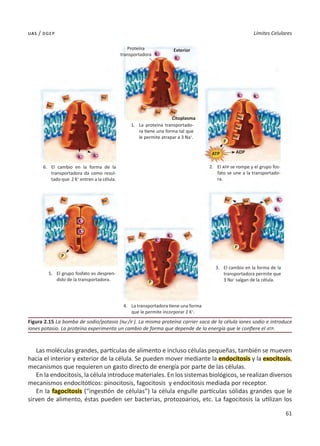 61
Límites Celulares
uas / dgep
Las moléculas grandes, partículas de alimento e incluso células pequeñas, también se mueven
hacia el interior y exterior de la célula. Se pueden mover mediante la endocitosis y la exocitosis,
mecanismos que requieren un gasto directo de energía por parte de las células.
En la endocitosis, la célula introduce materiales. En los sistemas biológicos, se realizan diversos
mecanismos endocitóticos: pinocitosis, fagocitosis y endocitosis mediada por receptor.
En la fagocitosis (“ingestión de células”) la célula engulle partículas sólidas grandes que le
sirven de alimento, éstas pueden ser bacterias, protozoarios, etc. La fagocitosis la utilizan los
Figura 2.15 La bomba de sodio/potasio (Na+
/K+
). La misma proteína carrier saca de la célula iones sodio e introduce
iones potasio. La proteína experimenta un cambio de forma que depende de la energía que le confiere el ATP.
1.	 La proteína transportado-
ra tiene una forma tal que
le permite atrapar a 3 Na+
.
2.	El atp se rompe y el grupo fos-
fato se une a la transportado-
ra.
3.	 El cambio en la forma de la
transportadora permite que
3 Na+
salgan de la célula.
4.	 La transportadora tiene una forma
que le permite incorporar 2 K+
.
6.	 El cambio en la forma de la
transportadora da como resul-
tado que 2 K+
entren a la célula.
5.	 El grupo fosfato es despren-
dido de la transportadora.
Proteína
transportadora
Exterior
Citoplasma
ATP
P
P
P
P
K+
K+
K+
K+ K+
K+
K+
K+
K+
K+
K+
K+
Na+
Na+
Na+
Na+
Na+
Na+
Na+
Na+
Na+
Na
+
Na+
Na
+
Na+
Na+
Na+
Na+
Na+
Na+
ADP
 