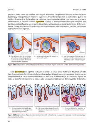 62
Unidad 2 biología celular
protistas, tales como las amebas, para ingerir alimentos. Los glóbulos blancostambién ingieren
bacterias y otras partículas mediante fagocitosis. Durante la ingestión, la partícula no que se ha
unido a la superficie de la célula, se rodea de membrana plasmática y se forma un gran saco
membranoso o vacuola llamado fagosoma. Cuando la membrana envuelve por completo a la
partícula, ésta se fusiona con el punto de contacto y se produce un estrangulamiento de la mem-
brana. En seguida, la vacuola se fusiona con lisosomas que vierten potentes enzimas hidrolíticas
sobre el material ingerido.
En la pinocitosis que significa “células bebiendo”, la célula capta materiales disueltos. En este
tipo de endocitosis, los pliegues de la membrana plasmática atrapan microgotas de líquido que se
desprenden en el citoplasma como diminutas vesículas. A continuación, el contenido líquido de
éstas se transfiere lentamente al citosol, y las vesículas pinocíticas van disminuyendo de tamaño.
Figura 2.16 La fagocitosis. En este tipo de endocitosis, una célula ingiere partículas sólidas relativamente grandes.
Figura 2.17 La pinocitosis. Tipo de endocitosis en la cual la célula toma, en pequeñas vesículas membranosas, líqui-
dos y solutos disueltos.
1.	Diminutas gotas de líquido que-
dan atrapadas en los pliegues de
la membrana plasmática.
1.	 Los pliegues de la membrana
plasmática rodean las partículas
que se van a ingerir formando
una vacuola a su alrededor.
2.	 Las pequeñas vesículas llenas de
líquido se desprenden hacia el
citoplasma.
2.	 La vacuola se desprende hacia el in-
terior de la célula.
3.	 El contenido de las vesículas se
transfiere lentamente al citosol.
3.	 Los lisosomas se fusionan con la
vacuola y vierten potentes enzimas
hidrolíticas sobre el material ingeri-
do.
Lisosoma
Lisosoma
Vacuola
Lisosomas
 