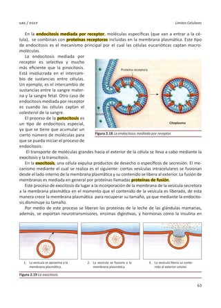 63
Límites Celulares
uas / dgep
En la endocitosis mediada por receptor, moléculas específicas (que van a entrar a la cé-
lula), se combinan con proteínas receptoras incluidas en la membrana plasmática. Este tipo
de endocitosis es el mecanismo principal por el cual las células eucarióticas captan macro-
moléculas.
La endocitosis mediada por
receptor es selectiva y mucho
más eficiente que la pinocitosis.
Está involucrada en el intercam-
bio de sustancias entre células.
Un ejemplo, es el intercambio de
sustancias entre la sangre mater-
na y la sangre fetal. Otro caso de
endocitosis mediada por receptor
es cuando las células captan el
colesterol de la sangre.
El proceso de la potocitosis es
un tipo de endocitosis especial,
ya que se tiene que acumular un
cierto número de moléculas para
que se pueda iniciar el proceso de
endocitosis.
El transporte de moléculas grandes hacia el exterior de la célula se lleva a cabo mediante la
exocitosis y la transcitosis.
En la exocitosis, una célula expulsa productos de desecho o específicos de secresión. El me-
canismo mediante el cual se realiza es el siguiente: ciertas vesículas intracelulares se fusionan
desde el lado interno de la membrana plasmática y su contenido se libera al exterior. La fusión de
membranas es mediada en general por proteínas llamadas proteínas de fusión.
Este proceso de exocitosis da lugar a la incorporación de la membrana de la vesícula secretora
a la membrana plasmática en el momento que el contenido de la vesícula es liberado, de esta
manera crece la membrana plasmática para recuperar su tamaño, ya que mediante la endocito-
sis disminuye su tamaño.
Por medio de este proceso se liberan las proteínas de la leche de las glándulas mamarias,
además, se exportan neurotransmisores, enzimas digestivas, y hormonas como la insulina en
Figura 2.18 La endocitosis mediada por receptor.
Figura 2.19 La exocitosis.
1.	 La vesícula se aproxima a la
membrana plasmática.
2.	 La vesícula se fusiona a la
membrana plasmática.
3.	 La vesícula libera su conte-
nido al exterior celular.
Proteína receptora
Citoplasma
Soluto
 