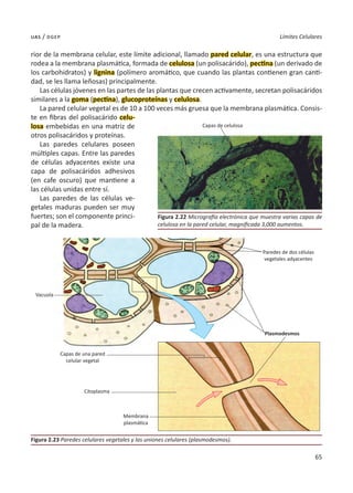 65
Límites Celulares
uas / dgep
rior de la membrana celular, este límite adicional, llamado pared celular, es una estructura que
rodea a la membrana plasmática, formada de celulosa (un polisacárido), pectina (un derivado de
los carbohidratos) y lignina (polímero aromático, que cuando las plantas contienen gran canti-
dad, se les llama leñosas) principalmente.
Las células jóvenes en las partes de las plantas que crecen activamente, secretan polisacáridos
similares a la goma (pectina), glucoproteínas y celulosa.
La pared celular vegetal es de 10 a 100 veces más gruesa que la membrana plasmática. Consis-
te en fibras del polisacárido celu-
losa embebidas en una matriz de
otros polisacáridos y proteínas.
Las paredes celulares poseen
múltiples capas. Entre las paredes
de células adyacentes existe una
capa de polisacáridos adhesivos
(en cafe oscuro) que mantiene a
las células unidas entre sí.
Las paredes de las células ve-
getales maduras pueden ser muy
fuertes; son el componente princi-
pal de la madera.
Figura 2.22 Micrografía electrónica que muestra varias capas de
celulosa en la pared celular, magnificada 3,000 aumentos.
Figura 2.23 Paredes celulares vegetales y las uniones celulares (plasmodesmos).
Citoplasma
Vacuola
Capas de celulosa
Membrana
plasmática
Capas de una pared
celular vegetal
Paredes de dos células
vegetales adyacentes
Plasmodesmos
 