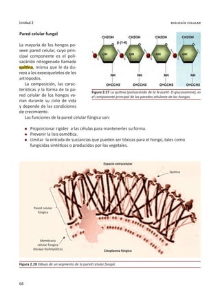 68
Unidad 2 biología celular
Pared celular fungal
La mayoría de los hongos po-
seen pared celular, cuyo prin-
cipal componente es el poli-
sacárido nitrogenado llamado
quitina, misma que le da du-
reza a los exoesqueletos de los
artrópodos.
La composición, las carac-
terísticas y la forma de la pa-
red celular de los hongos va-
rían durante su ciclo de vida
y depende de las condiciones
de crecimiento.
Las funciones de la pared celular fúngica son:
l	 Proporcionar rigidez a las células para mantenerles su forma.
l	 Prevenir la lisis osmótica.
l	 Limitar la entrada de sustancias que pueden ser tóxicas para el hongo, tales como
	 fungicidas sintéticos o producidos por los vegetales.
Figura 2.27 La quitina (polisacárido de la N-acetil- D-glucosamina), es
el componente principal de las paredes celulares de los hongos.
Figura 2.28 Dibujo de un segmento de la pared celular fungal.
Espacio extracelular
Citoplasma fúngico
Quitina
Pared celular
fúngica
Membrana
celular fúngica
(bicapa fosfolipídica)
 