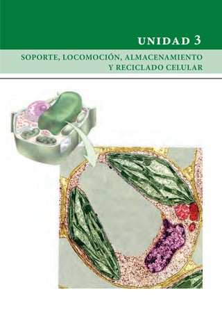 unidad 3
SOPORTE, LOCOMOCIÓN, ALMACENAMIENTO
Y RECICLADO CELULAR
 