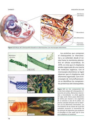 78
Unidad 3 biología celular
Las proteínas que componen
el citoesqueleto se interconec-
tan y se extienden desde el nú-
cleo hasta la membrana plasmá-
tica en células eucarióticas. En
1970, se creía que el citoplasma
estaba organizado de una mezcla
de moléculas orgánicas. Con el
microscopio electrónico se logró
observar que el citoplasma está
altamente organizado. Con el mi-
croscopio de inmunofluorescen-
cia se identifican los componen-
tes proteínicos del citoesqueleto.
Figura 3.3 Los tres componentes (de
arriba hacia abajo) del citoesqueleto: fi-
lamentos de actina, filamentos interme-
dios y microtúbulos. La célula gigante
del alga verde Chara posee filamentos
de actina que mueven a los organelos
de un extremo a otro de la célula. Las
plumas coloridas del pavo real se refuer-
zan con los filamentos intermedios. Los
microtúbulos de las células de la piel del
camaleón provocan el movimiento de
los gránulos de pigmentos que producen
el camuflaje en este reptil, que le sirve
para adaptarse al ambiente.
Figura 3.2 Dibujo del citoesqueleto basado en observaciones con microscopio electrónico.
Filamentos
intermedios
Microtúbulo
Monómero
de actina
Polipéctido
fibroso
Monómero
de tubulina
Microfilamentos
Membrana
plasmática
Pavo real
Camaleón
Alga verde
 