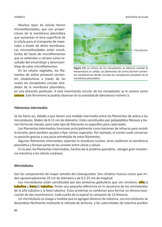 80
Unidad 3 biología celular
Muchos tipos de células tienen
microvellosidades, que son proyec-
ciones de la membrana plasmática
que aumentan el área superficial de
la célula para el transporte de mate-
riales a través de dicha membrana.
Las microvellosidades están consti-
tuidas de haces de microfilamentos
que se extienden y retraen como re-
sultado del ensamblaje y desensam-
blaje de estos microfilamentos.
En las células vegetales, los fila-
mentos de actina provocan corrien-
tes citoplásmicas a través de las
cuales los cloroplastos circulan alre-
dedor de la membrana plasmática,
en una dirección particular. A este movimiento circular de los cloroplastos se le conoce como
ciclosis. Este fenómeno lo podrás observar en la actividad de laboratorio número 5.
Filamentos intermedios
Se les llama así, debido a que tienen una medida intermedia entre los filamentos de actina y los
microtúbulos. Miden de 8-11 nm de diámetro. Están constituidos por polipéptidos fibrosos y tie-
nen forma de mecate, pero cada tipo de filamento es específico para cada tejido.
Los filamentos intermedios funcionan principalmente como bastones de refuerzo para resistir
la tensión, pero también ayudan a fijar ciertos organelos. Por ejemplo, el núcleo suele conservar
su posición gracias a una jaula entretejida de estos filamentos.
Algunos filamentos intermedios soportan la envoltura nuclear, otros sostienen la membrana
plasmática y forman parte de las uniones entre célula y célula.
En la piel, los filamentos intermedios, hechos de la proteína queratina, otorgan gran resisten-
cia mecánica a las células cutáneas.
Microtúbulos
Son los componentes de mayor tamaño del citoesqueleto. Son cilindros huecos rectos que mi-
den aproximadamente 25 nm de diámetro y de 0.2-25 nm de longitud.
Los microtúbulos están constituidos por dos proteínas globulares que son similares: alfa(α)
tubulina y beta(β) tubulina. Existe una pequeña diferencia en la secuencia de los aminoácidos
de la alfa tubulina y la beta tubulina. Estas proteínas se combinan para formar un dímero (aso-
ciación de dos monómeros). Cada vuelta de la espiral se compone de 13 dímeros.
Un microtúbulo se alarga a medida que se agregan dímeros de tubulina. Los microtúbulos se
desamblan fácilmente mediante la retirada de dímeros, y las subunidades de tubulina pueden
Cloroplastos
Figura 3.5 La ciclosis de los cloroplastos se observa cuando la
temperatura es cálida. Los filamentos de actina forman corrien-
tes citoplásmicas donde circulan los cloroplastos alrededor de la
membrana plasmática.
 