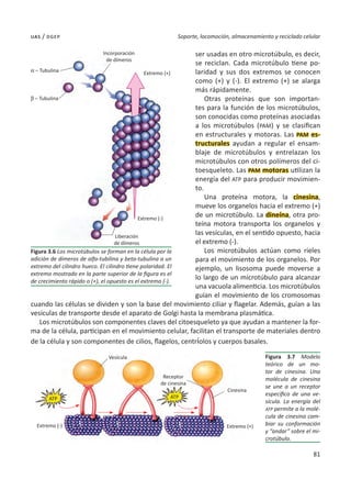81
Soporte, locomoción, almacenamiento y reciclado celular
uas / dgep
ser usadas en otro microtúbulo, es decir,
se reciclan. Cada microtúbulo tiene po-
laridad y sus dos extremos se conocen
como (+) y (-). El extremo (+) se alarga
más rápidamente.
Otras proteínas que son importan-
tes para la función de los microtúbulos,
son conocidas como proteínas asociadas
a los microtúbulos (PAM) y se clasifican
en estructurales y motoras. Las PAM es-
tructurales ayudan a regular el ensam-
blaje de microtúbulos y entrelazan los
microtúbulos con otros polímeros del ci-
toesqueleto. Las PAM motoras utilizan la
energía del ATP para producir movimien-
to.
Una proteína motora, la cinesina,
mueve los organelos hacia el extremo (+)
de un microtúbulo. La dineína, otra pro-
teína motora transporta los organelos y
las vesículas, en el sentido opuesto, hacia
el extremo (-).
Los microtúbulos actúan como rieles
para el movimiento de los organelos. Por
ejemplo, un lisosoma puede moverse a
lo largo de un microtúbulo para alcanzar
una vacuola alimenticia. Los microtúbulos
guían el movimiento de los cromosomas
cuando las células se dividen y son la base del movimiento ciliar y flagelar. Además, guían a las
vesículas de transporte desde el aparato de Golgi hasta la membrana plasmática.
Los microtúbulos son componentes claves del citoesqueleto ya que ayudan a mantener la for-
ma de la célula, participan en el movimiento celular, facilitan el transporte de materiales dentro
de la célula y son componentes de cilios, flagelos, centríolos y cuerpos basales.
Figura 3.7 Modelo
teórico de un mo-
tor de cinesina. Una
molécula de cinesina
se une a un receptor
específico de una ve-
sícula. La energía del
ATP permite a la molé-
cula de cinesina cam-
biar su conformación
y “andar” sobre el mi-
crotúbulo.
Figura 3.6 Los microtúbulos se forman en la célula por la
adición de dímeros de alfa-tubilina y beta-tubulina a un
extremo del cilindro hueco. El cilindro tiene polaridad. El
extremo mostrado en la parte superior de la figura es el
de crecimiento rápido o (+), el opuesto es el extremo (-).
a – Tubulina
Incorporación
de dímeros
Extremo (+)
Extremo (-)
Liberación
de dímeros
Vesícula
ATP ATP
Receptor
de cinesina
Cinesina
b – Tubulina
Extremo (+)
Extremo (-)
 