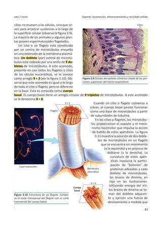 83
Soporte, locomoción, almacenamiento y reciclado celular
uas / dgep
cilios no mueven a las células, sino que sir-
ven para arrastrar sustancias a lo largo de
la superficie celular (observa la figura 3.9).
La mayoría de los animales y algunas plan-
tas poseen espermatozoides flagelados.
Un cilio o un flagelo está constituido
por un centro de microtúbulos envuelto
en una extensión de la membrana plasmá-
tica. Un doblete (par) central de microtú-
bulos está rodeado por una anillo de 9 do-
bletes de microtúbulos. A este acomodo,
presente en casi todos los flagelos y cilios
de las células eucarióticas, se le conoce
como arreglo 9 + 2 (ver la figura 3.10). Ob-
serva que este acomodo es igual a lo largo
de todo el cilio o flagelo, pero es diferente
en la base. Esta es conocida como cuerpo
basal. El cuerpo basal tiene un arreglo circular de 9 tripletes de microtúbulos. A este acomodo
se le denomina 9 + 0.
Cuando un cilio o flagelo comienza a
crecer, el cuerpo basal parece funcionar
como una base de microtúbulos a partir
de subunidades de tubulina.
En los cilios y flagelos, los microtúbu-
los proporcionan el soporte y el meca-
nismo locomotor que impulsa la acción
de batido de estos apéndices. La figura
3.11 muestra la posición de dos doble-
tes de microtúbulos en un flagelo
que se encuentra sin movimiento
(a la izquierda) y en proceso de
doblarse (a la derecha). La
curvatura de estos apén-
dices involucra la partici-
pación de “botones” de
proteínas adosadas a cada
doblete de microtúbulos,
los brazos de dineína, en
rojo en las ilustraciones.
Utilizando energía del ATP,
los brazos de dineína se to-
man del doblete adyacen-
te y ejercen una fuerza de
deslizamiento a medida que
Figura 3.9 Células del epitelio cilíndrico ciliado de las por-
ciones superiores del tracto respiratorio.
Figura 3.10 Estructura de un flagelo. Compa-
ra el corte transversal del flagelo con el corte
transversal del cuerpo basal.
Flagelo
Cilios
Espermatozoides
9 + 2
9 + 0
Membrana
plasmática
Cuerpo
basal
 